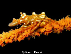 Xenocarcinus tuberculatus
Look at the polips attached on... by Paolo Rossi 